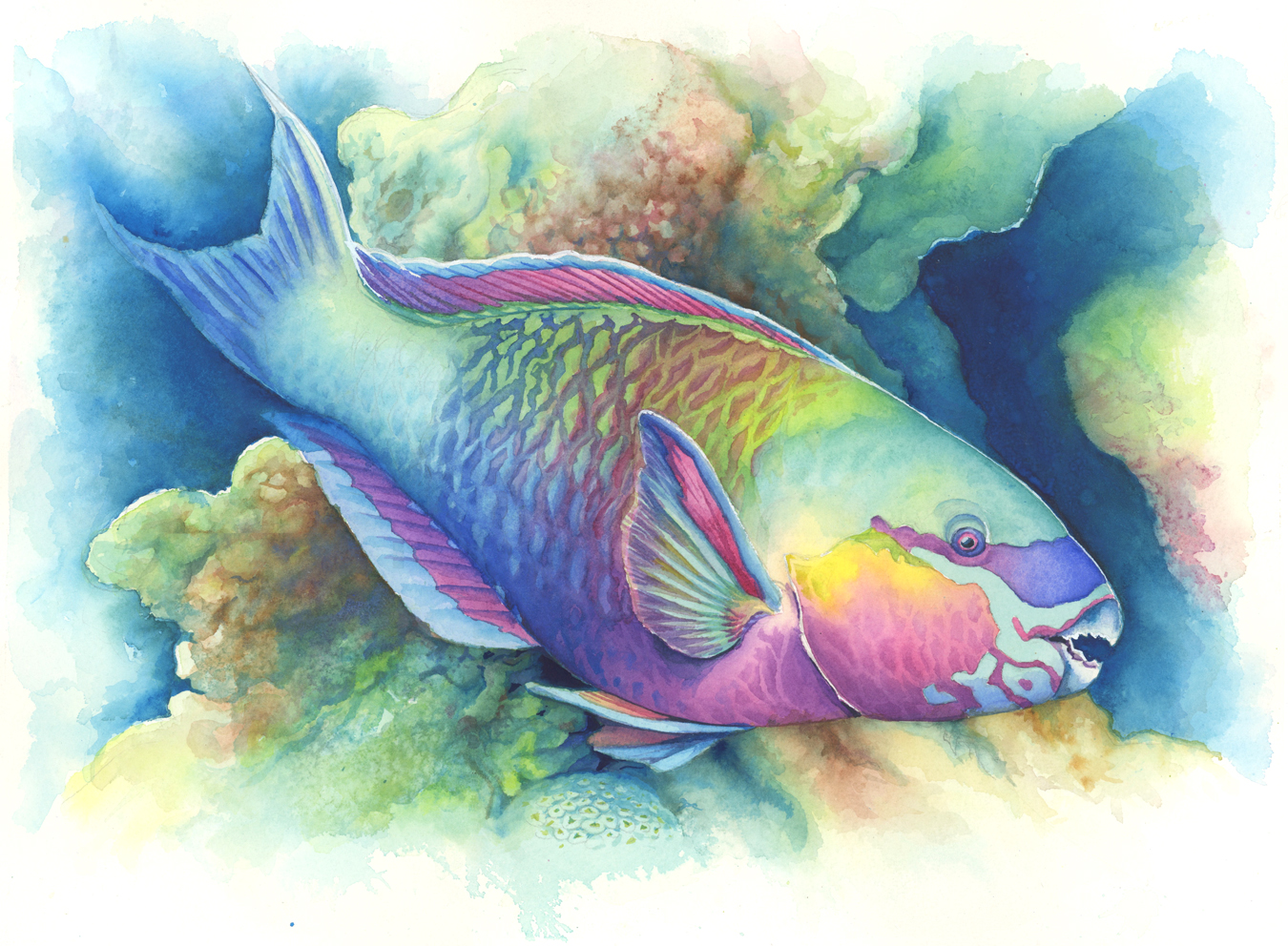 1350x992 Maury Aaseng The Art Of Painting Sea Life In Watercolor Artists - Parrot Fish Painting