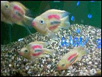 200x151 Painted Fish - Parrot Fish Painting