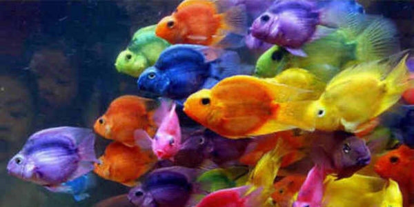 600x300 Petition Walmart Stop Selling Cruelly Treated Painted Parrot Fish. - Parrot Fish Painting