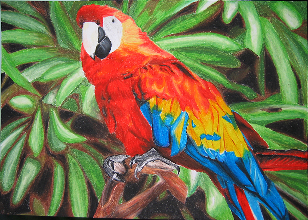 1000x715 Oil Pastels Parrot By Blossomcrown - Parrot Oil Painting