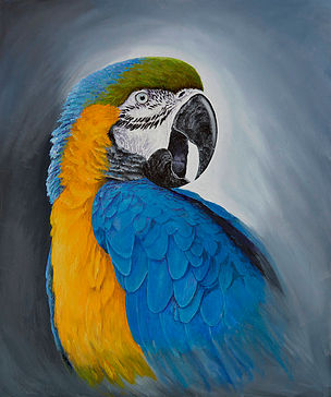 304x364 Parrot Paintings And Original Art By Ian Griffiths - Parrot Painting