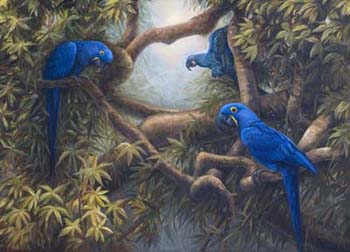 350x252 Parrots In Art - Parrot Painting