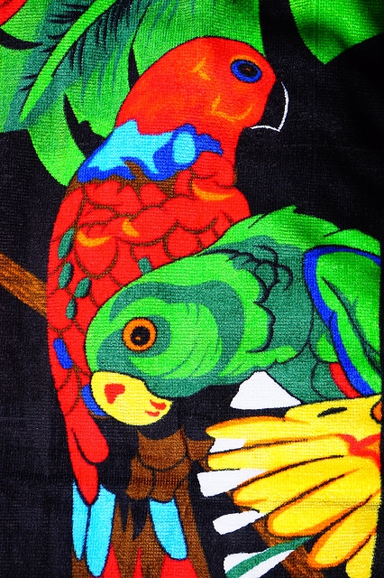 426x640 Colorful Parrot Painting Public Domain Free Photos For Download - Parrot Painting