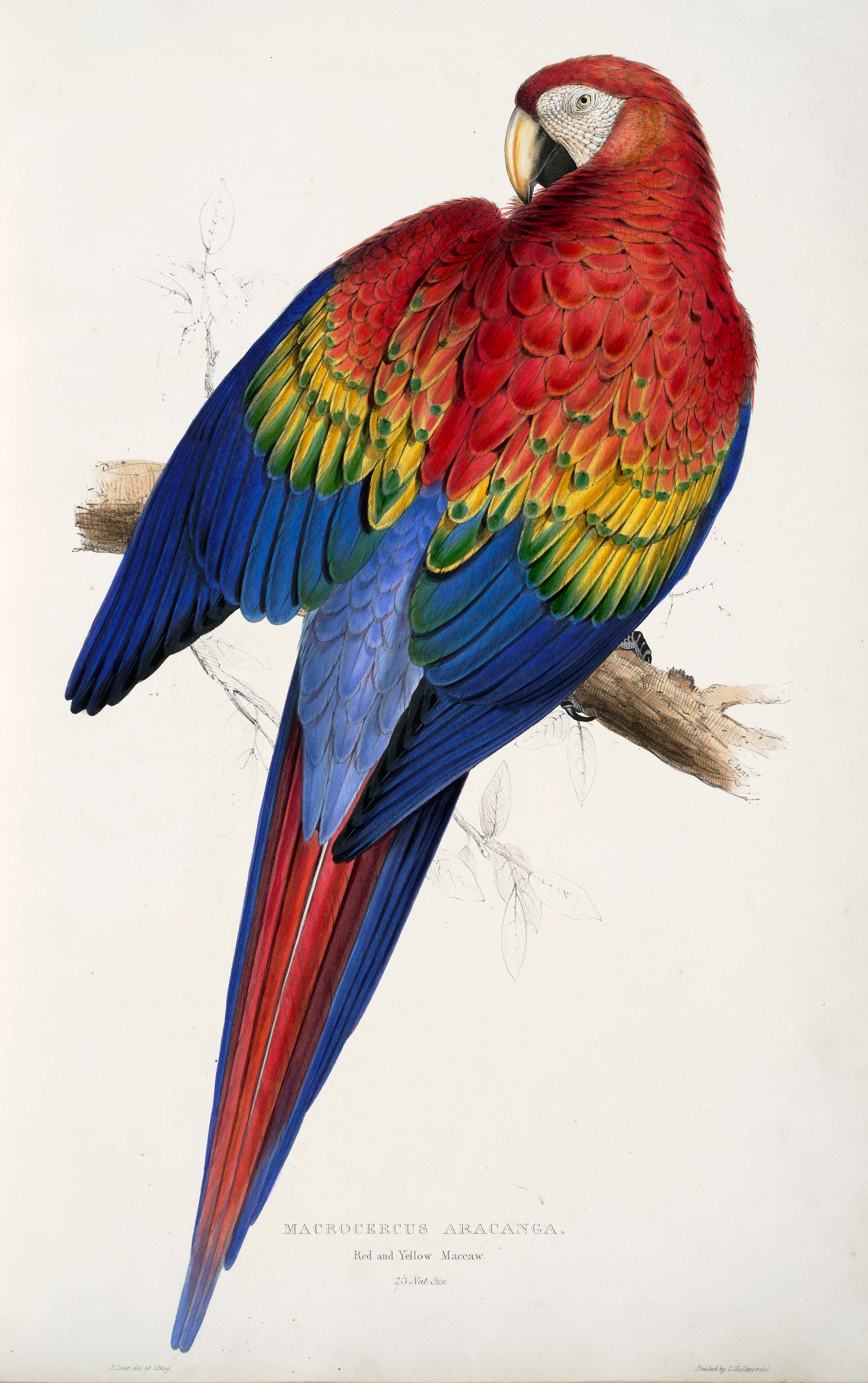 2645x4213 Fileara Macao Painting By Edward Lear.jpg - Parrot Painting