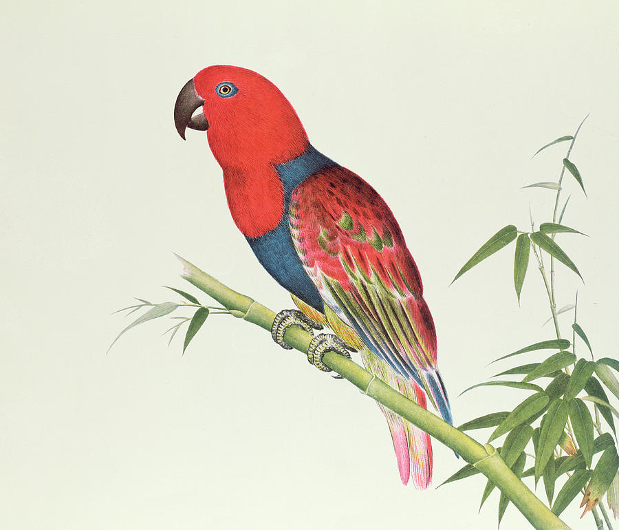 900x770 Electus Parrot On A Bamboo Shoot Painting By Chinese School - Parrot Painting Images