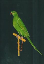 173x250 Macau Parrot Painting - Parrot Painting Images