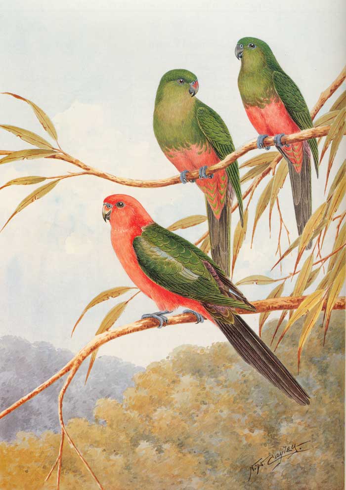 700x992 Australian King Parrot - Parrot Painting Images