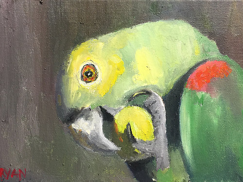 500x375 Ryan Louder Print A4yellow Headed Amazon Parrot Painting 5x7 Oil - Parrot Painting Images