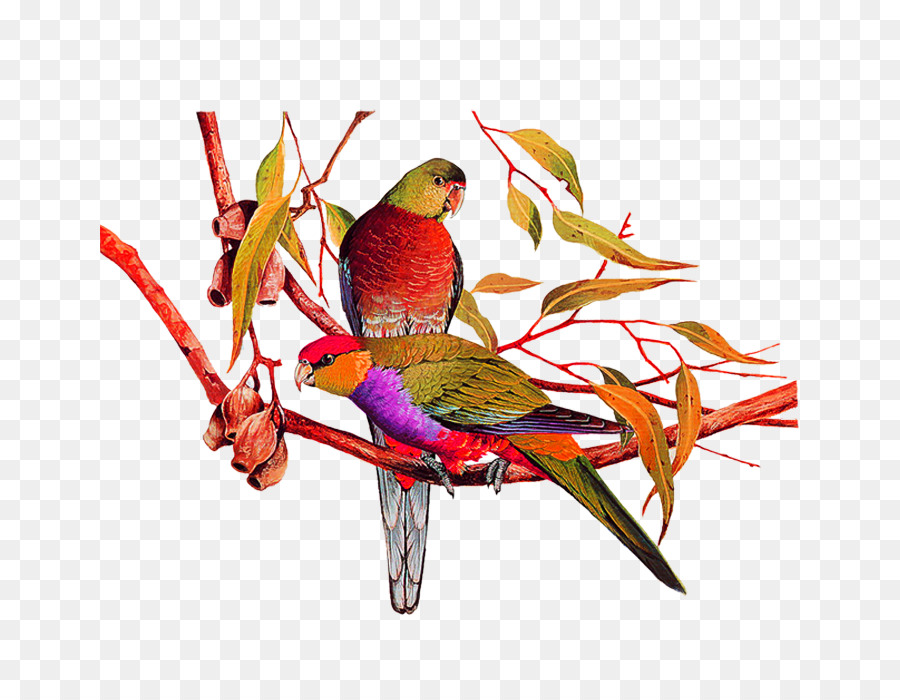 900x700 Bird Amazon Parrot Painting - Parrot Painting Images