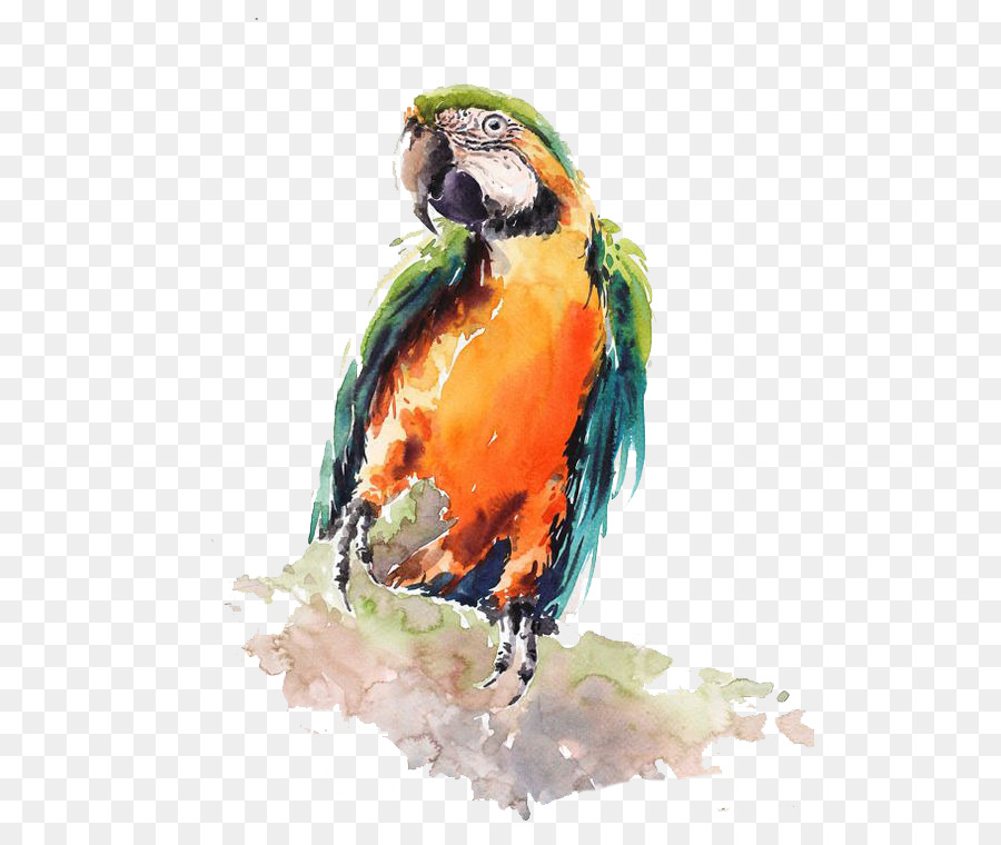 900x760 Bird Parrot Watercolor Painting Drawing - Parrot Painting Images