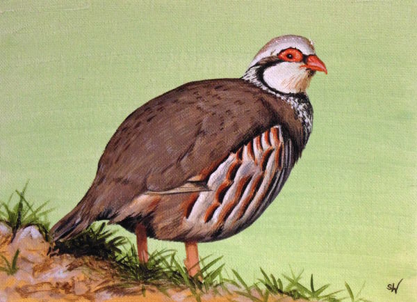 600x434 Partridge, Painting - Partridge Painting