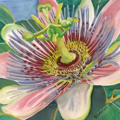 236x236 Passion Flower Painting ) Btw,please Check This Out Http - Passion Flower Painting