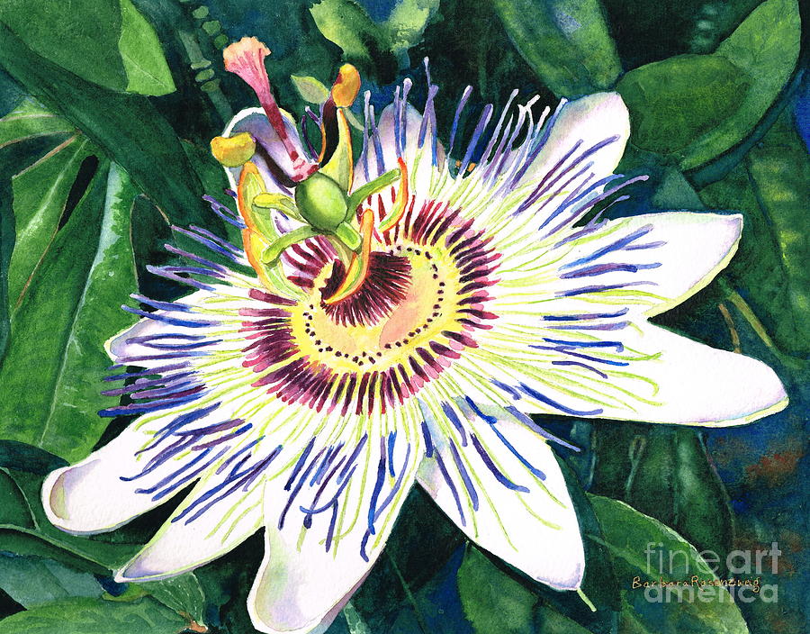 900x704 Passion Flower Painting By Barbara Rosenzweig - Passion Flower Painting