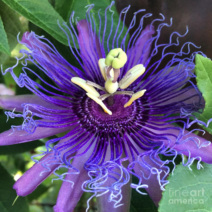 900x900 Passion Flower Painting By Kim Nelson - Passion Flower Painting