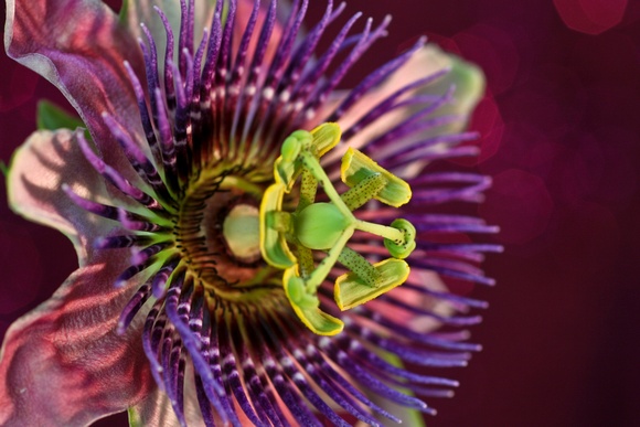 580x387 Chris Weigl Photography Passionflower Passionflower Pink - Passion Flower Painting