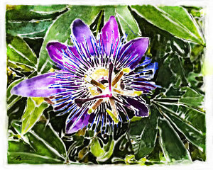 300x240 Passion Fruit Flower Painting By Nato Gomes - Passion Flower Painting