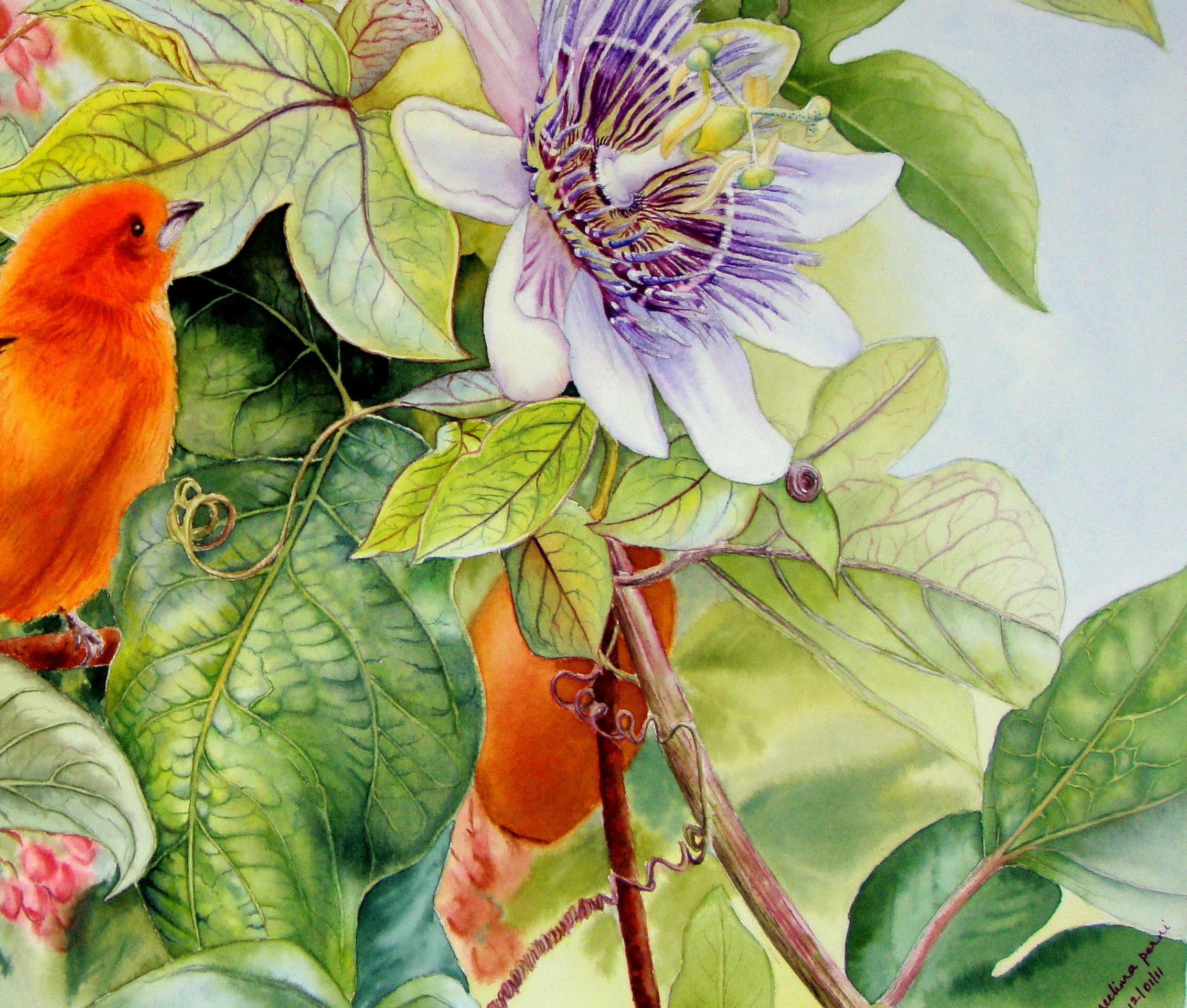 2263x1923 Passion Flower And Brazilian Tanager Watercolor Journal - Passion Flower Painting