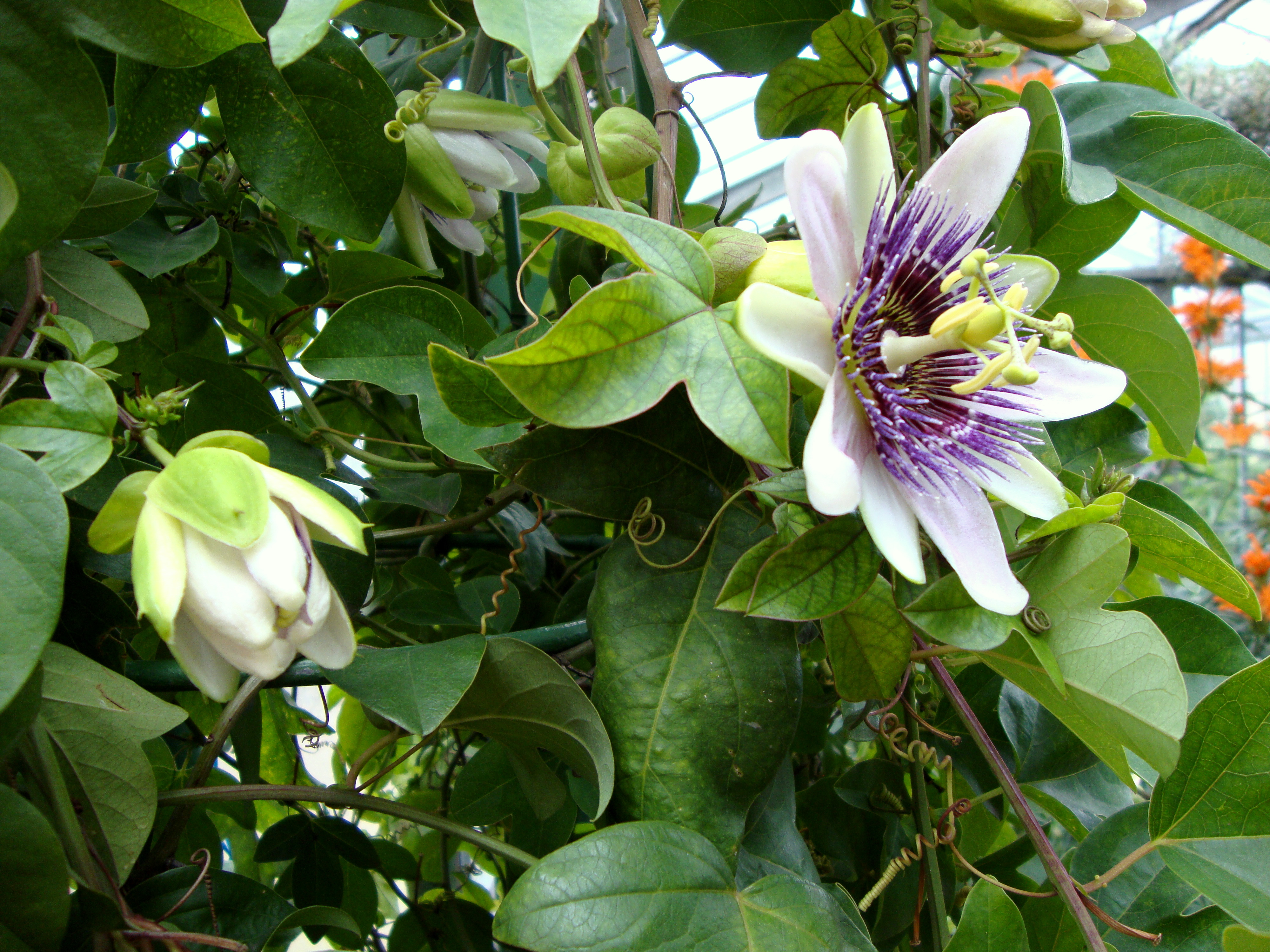 4000x3000 Passion Flower Painting Demo Sketching It In Watercolor Journal - Passion Flower Painting