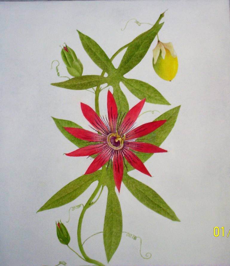 770x887 Saatchi Art Passiflora - Passion Flower Painting