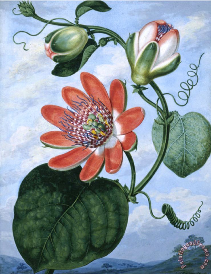740x960 Sydenham Teast Edwards The Winged Passion Flower Painting - Passion Flower Painting