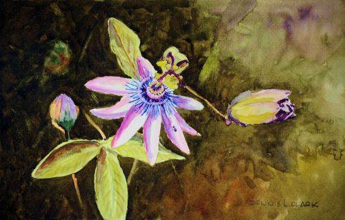 500x319 How To Paint Passion Fruit Flower In Watercolour - Passion Flower Painting