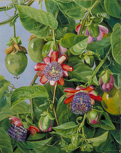 393x500 Kew Marianne North Gallery Painting 37 Flowers And Fruit - Passion Flower Painting