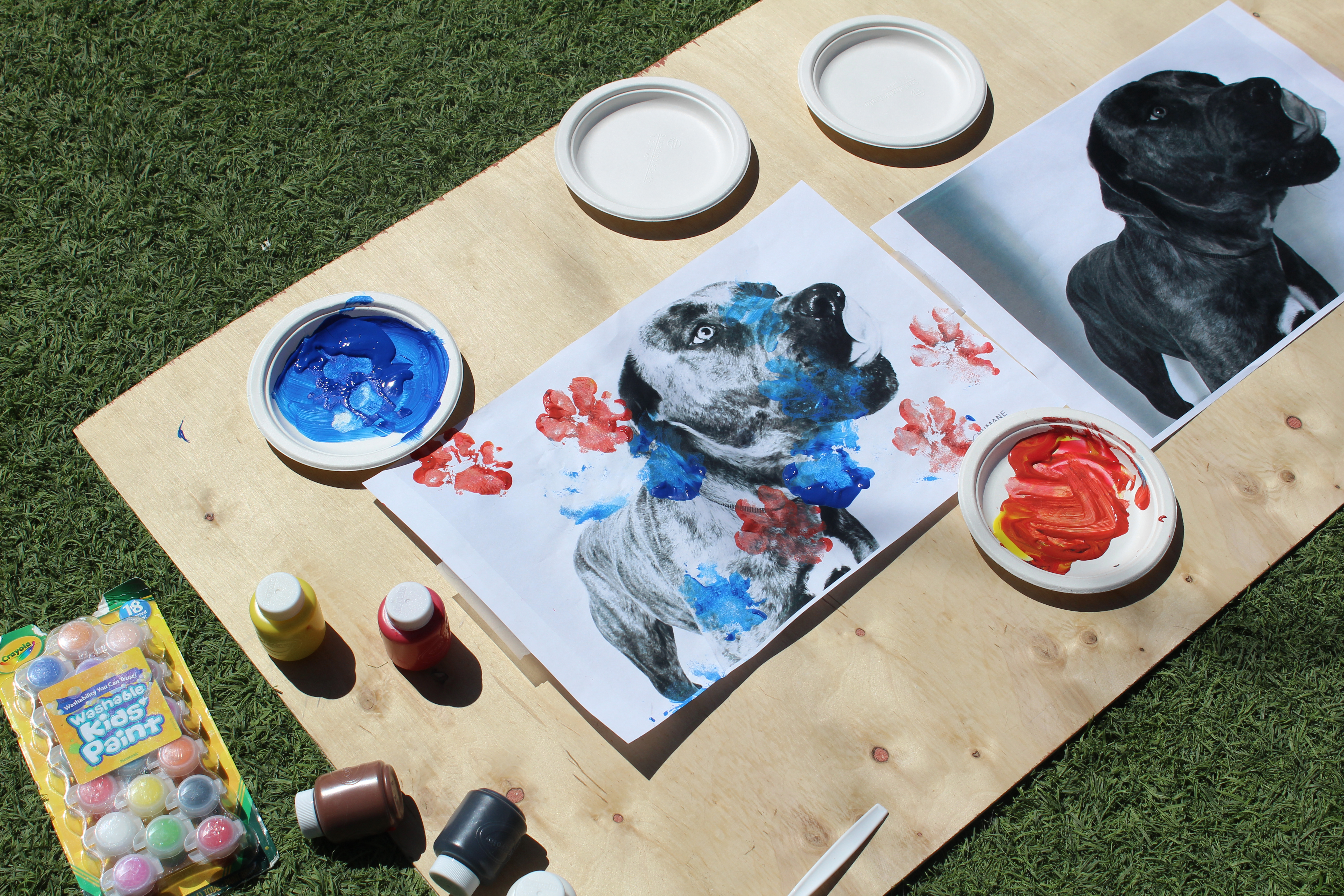 5184x3456 Paw Print Painting With Shelter Dogs - Paw Painting
