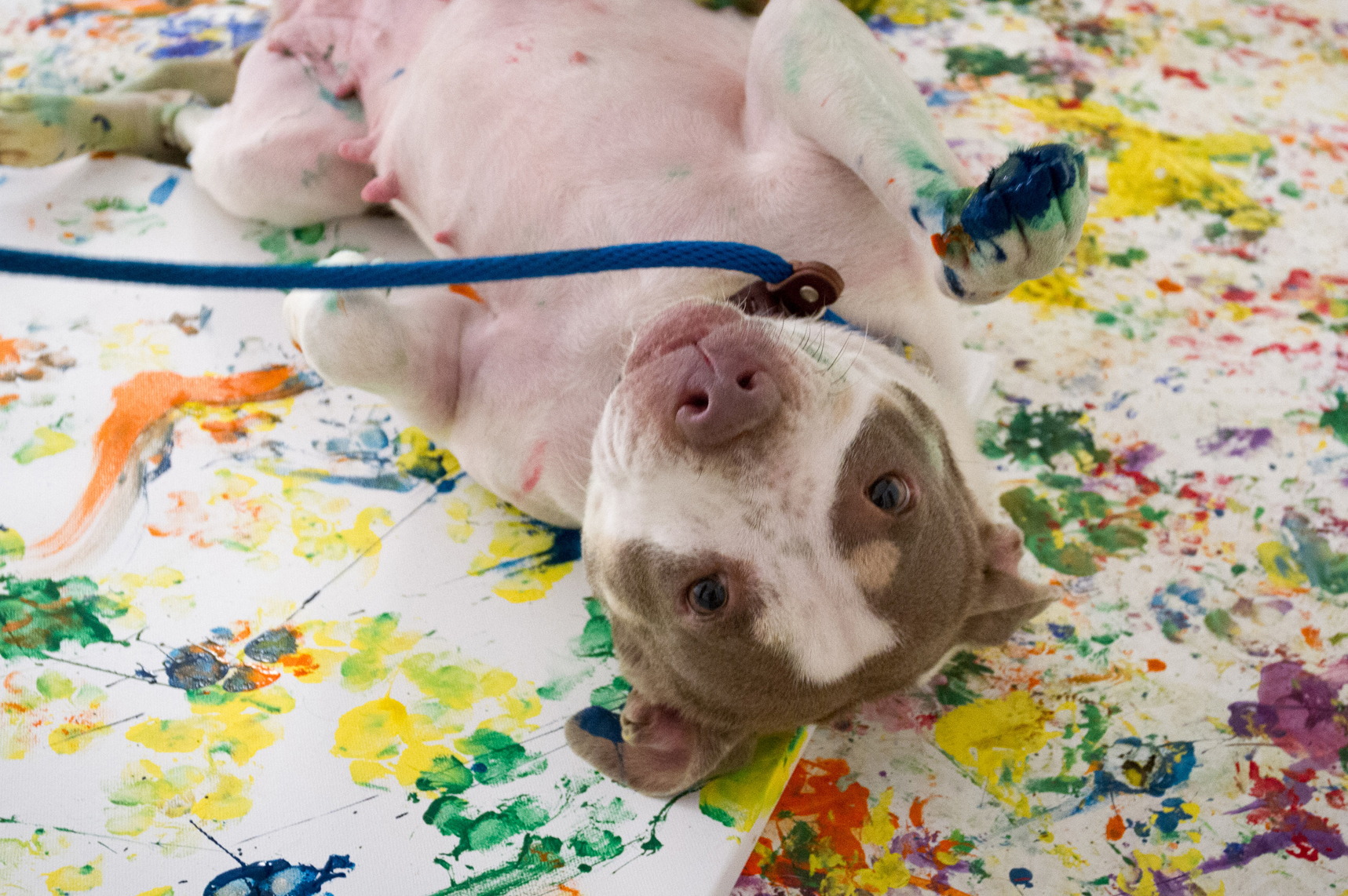 1717x1142 See How Paint Covered Paw Prints Are Turned Into Works Of Art - Paw Painting