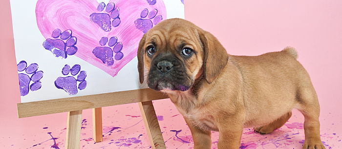 700x305 Dog Paw Print Flower Art! - Paw Painting With Dogs