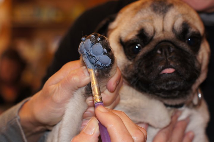 720x478 Hand Amp Foot Prints - Paw Painting With Dogs