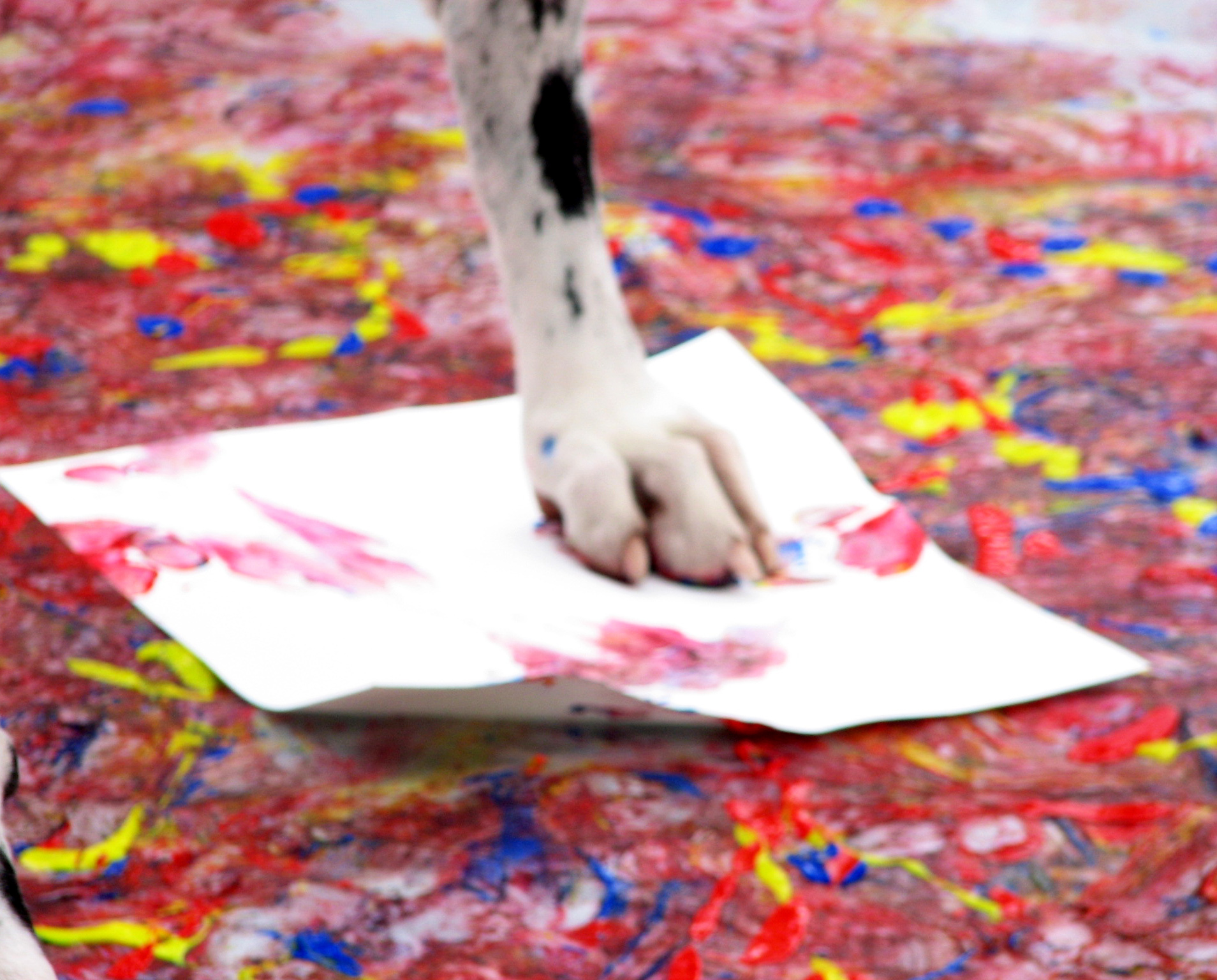 1908x1536 South Florida Art Show Highlights Talent From All Over The U.s. - Paw Painting With Dogs
