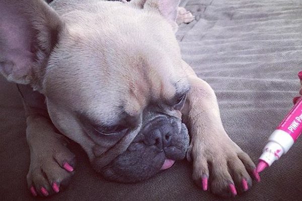 600x400 Yes, Dog Nail Polish Exists Here's How To Paint Your Dog's Nails - Paw Painting With Dogs
