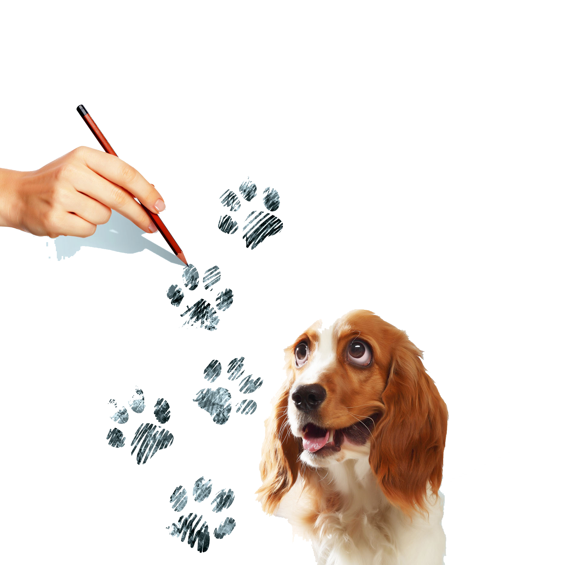 1869x1869 Beagle Puppy Spaniel Paw Illustration - Paw Painting With Dogs