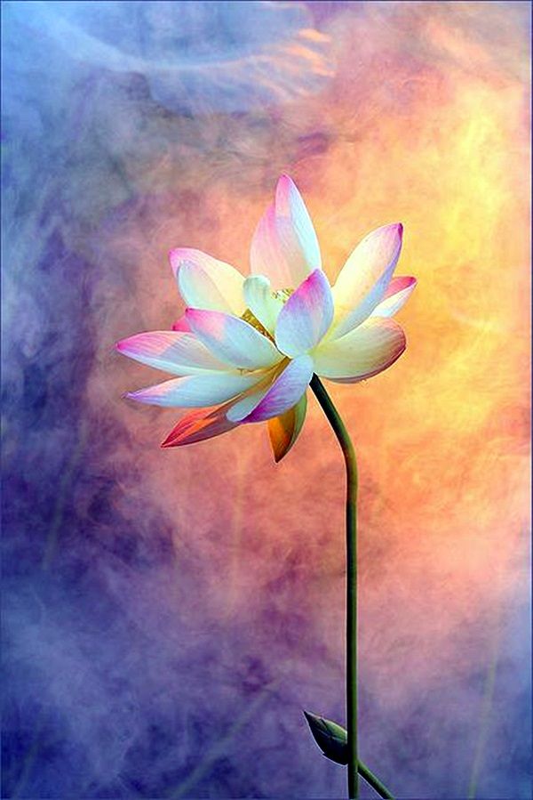 600x899 40 Peaceful Lotus Flower Painting Ideas Lotus Flower - Peaceful Painting