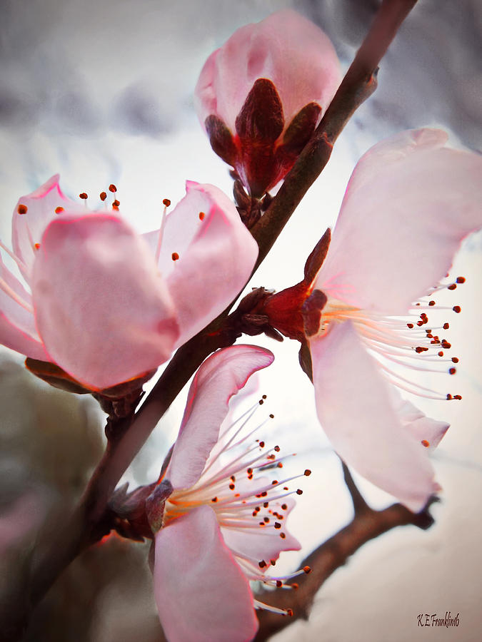 675x900 Peach Blossoms Painting By Kafra Art - Peach Blossom Painting