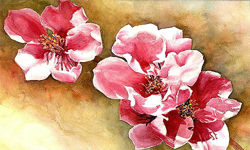 500x300 Peach Blossom Paintings - Peach Blossom Painting