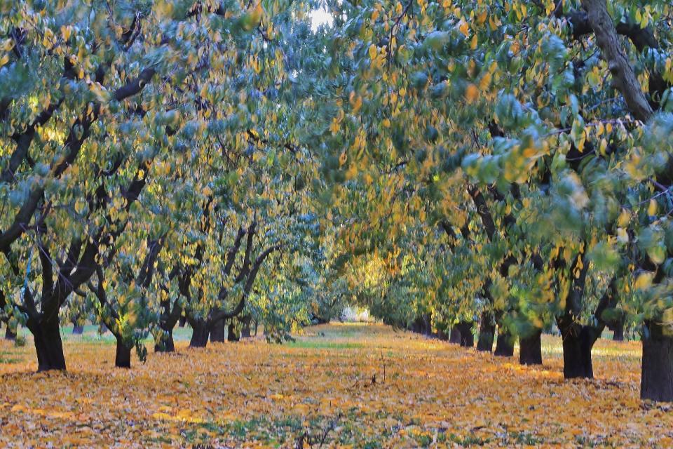 960x640 Painted Peach Trees Shutterbug - Peach Tree Painting