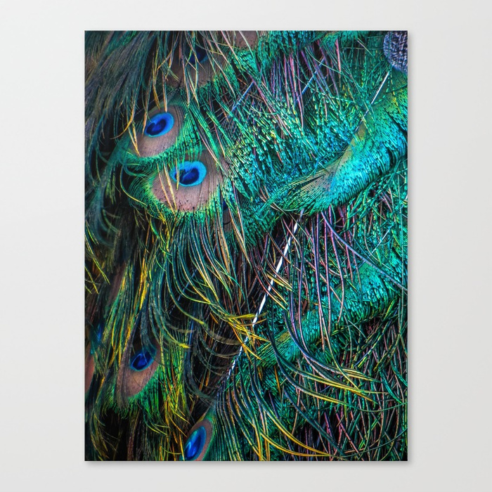 Peacock Feather Canvas Painting at Explore