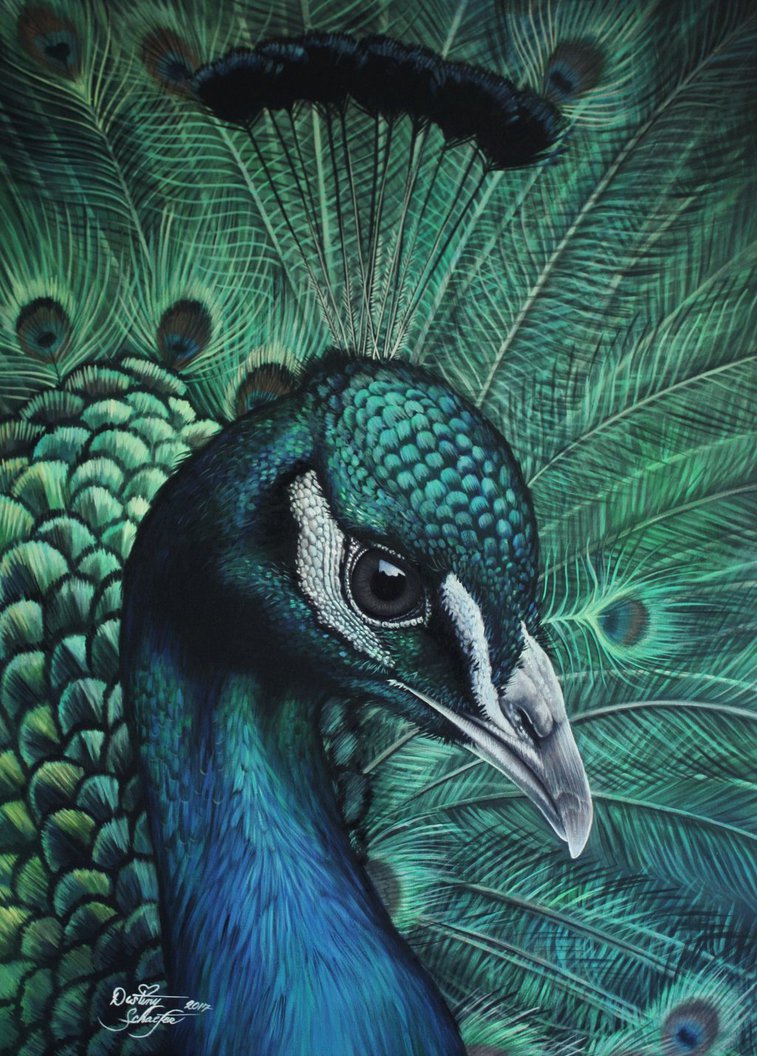 757x1056 Peacock Painting By Straewefin - Peacock Images Painting
