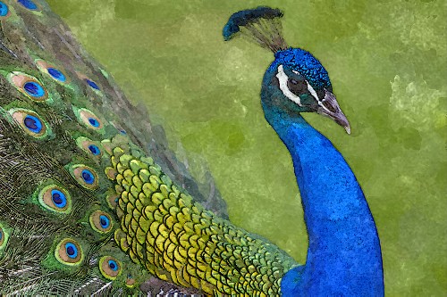 500x333 Peacock Oil Painting By Xxdarknessloveshimxx - Peacock Oil Painting