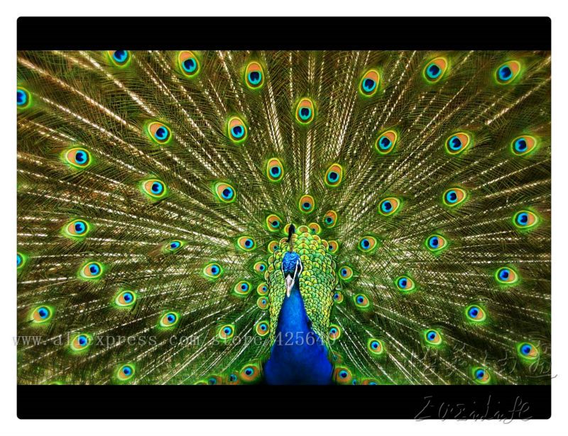 800x615 Handpainted Peacock Oil Painting Canvas Hight Quality Hand Painted - Peacock Oil Painting On Canvas