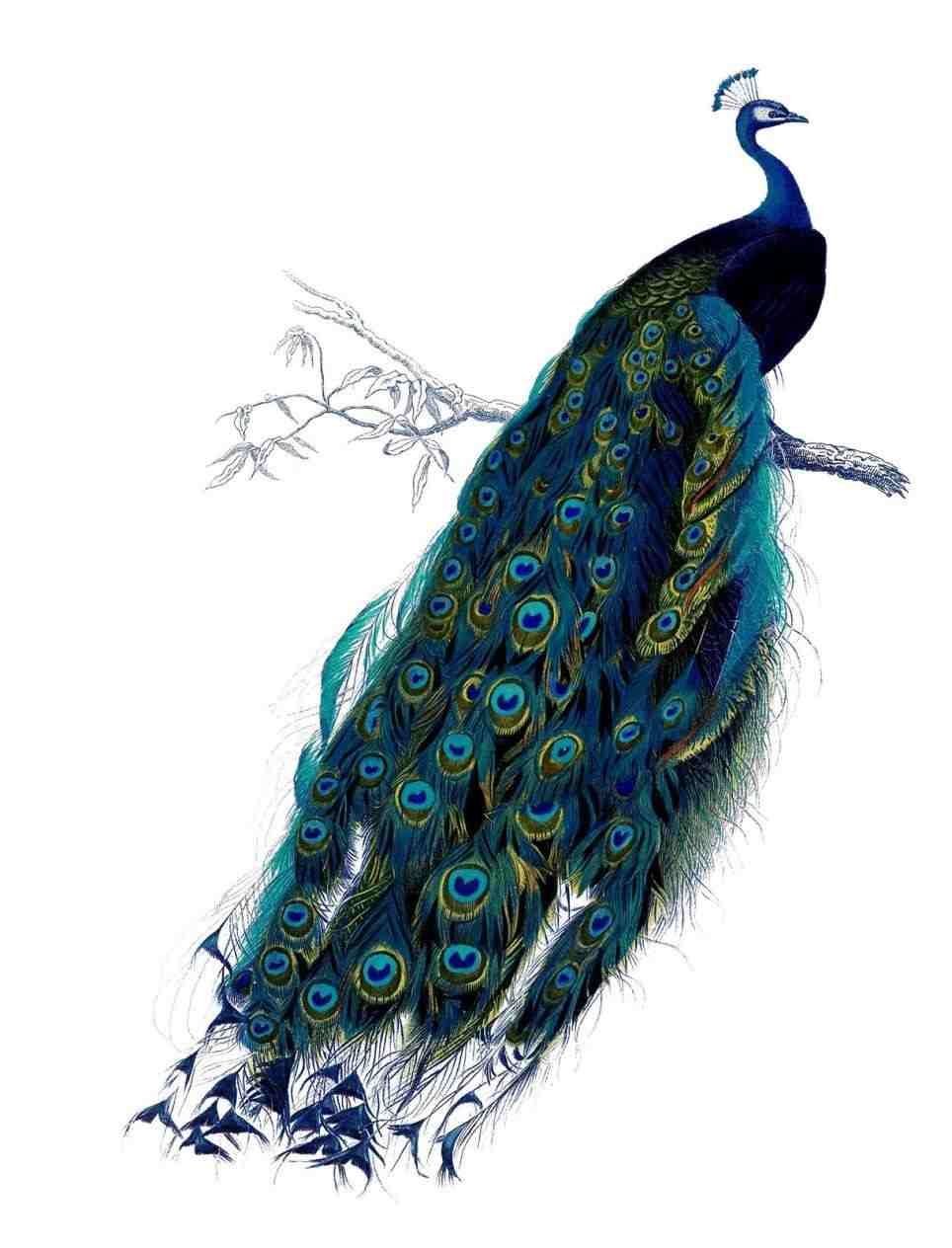 964x1264 Peacock Painting Vintage - Peacock Painting Vintage