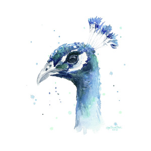 300x300 Peacock Watercolor Painting By Olga Shvartsur - Peacock Painting Watercolor