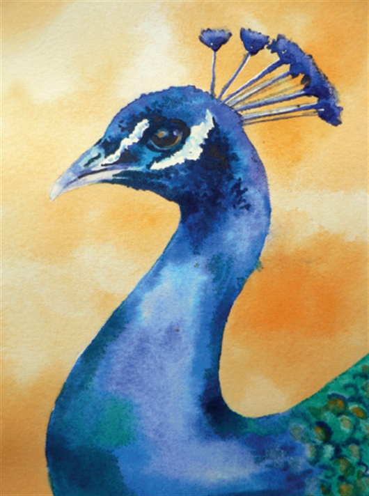530x712 How To Paint A Peacock In Watercolour With Alison Fennell - Peacock Painting Watercolor