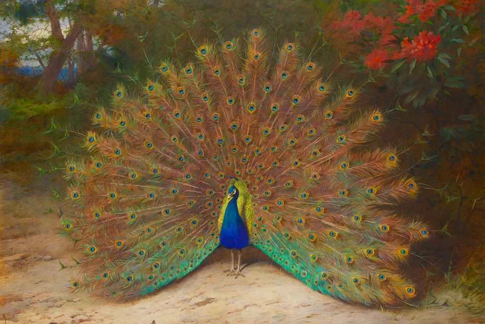 956x640 Nightmares About Endlessly Painting The On The Peacock Tail - Peacock Tail Painting