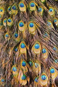 200x300 Peacock Tail Paintings - Peacock Tail Painting