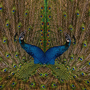 300x300 Peacock Tail Paintings Fine Art America - Peacock Tail Painting