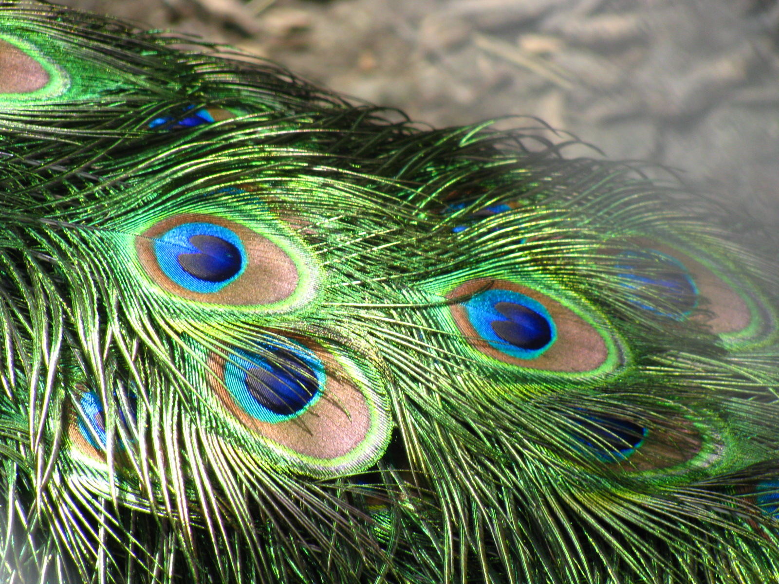 1600x1200 Structural Coloration - Peacock Tail Painting