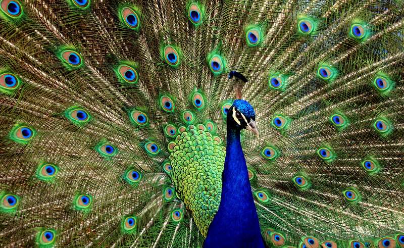 Peacock Tail Painting at PaintingValley.com | Explore collection of ...