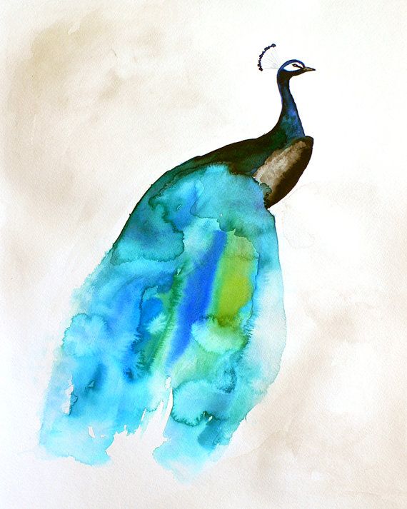 570x713 Peacock Art - Peacock Watercolor Painting